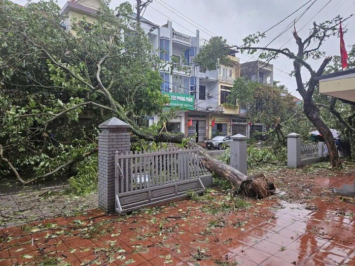 Cây xanh bị gãy đổ ảnh hưởng hệ thống lưới điện