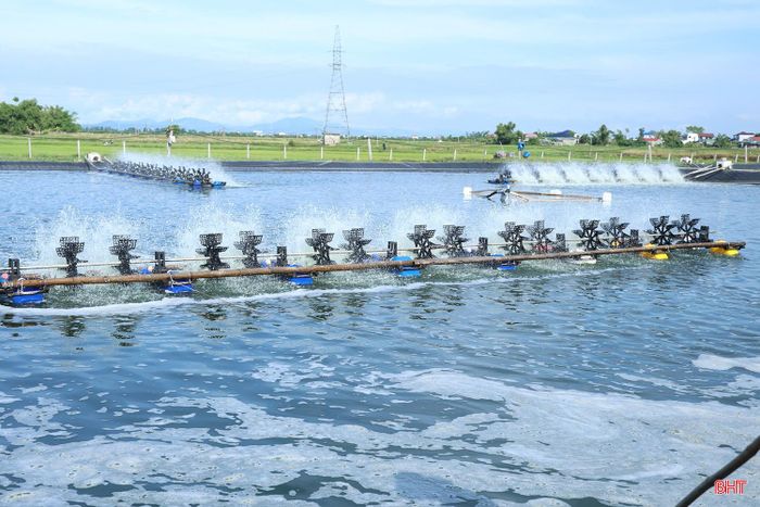 Người nuôi tôm tại xã Thiên Cầm tăng cường quản lý ao nuôi, chủ động phòng, chống dịch bệnh nhằm giảm thiểu rủi ro trong quá trình sản xuất.