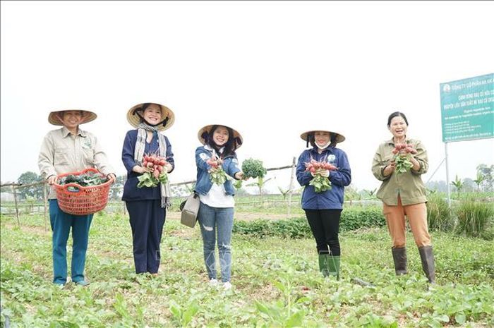 Mô hình du lịch xanh, du lịch nông nghiệp tại huyện Diễn Châu. Ảnh: Bích Huệ/TTXVN