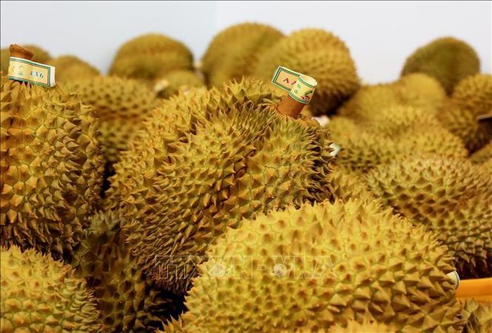 Việc xây dựng mã số vùng trồng và mã số cơ sở đóng gói phục vụ xuất khẩu chính ngạch sầu riêng được hết sức chú trọng. Ảnh minh họa: Hồng Đạt/TTXVN