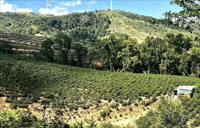 Vùng cà phê Khe Sanh (Quảng Trị) hiện duy trì khoảng 4.000 ha, trong đó hơn 3.700 ha đang cho thu hoạch, với hơn 8.620 hộ dân gắn bó cùng cây cà phê, hơn một nửa là đồng bào Bru - Vân Kiều và Pa Kô. Ảnh: Nguyên Linh/TTXVN