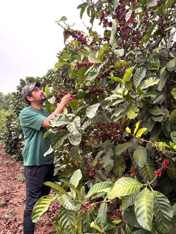 Vùng cà phê Khe Sanh (Quảng Trị) hiện duy trì khoảng 4.000 ha, trong đó hơn 3.700 ha đang cho thu hoạch, với hơn 8.620 hộ dân gắn bó cùng cây cà phê, hơn một nửa là đồng bào Bru - Vân Kiều và Pa Kô. Ảnh: Nguyên Linh/TTXVN