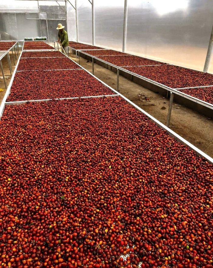 Điều kiện tự nhiên đặc thù của Khe Sanh (Quảng Trị) tạo nên hương thơm, vị chua thanh và hậu vị ngọt đặc trưng cho cà phê Arabica. Đây là một trong những vùng sản xuất cà phê Arabica lớn và nổi tiếng của Việt Nam. Ảnh: Nguyên Linh/TTXVN