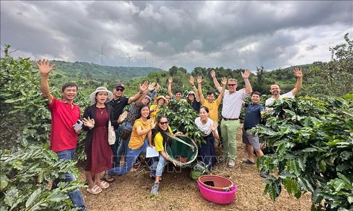 Khe Sanh (Quảng Trị) đang phát triển du lịch trải nghiệm gắn với vùng cà phê Arabica. Những đồi cà phê mùa hoa trắng, mùa quả chín cùng các di tích trên tuyến Đường 9 – Khe Sanh tạo nên sản phẩm du lịch mang bản sắc riêng. Ảnh: Nguyên Linh/TTXVN