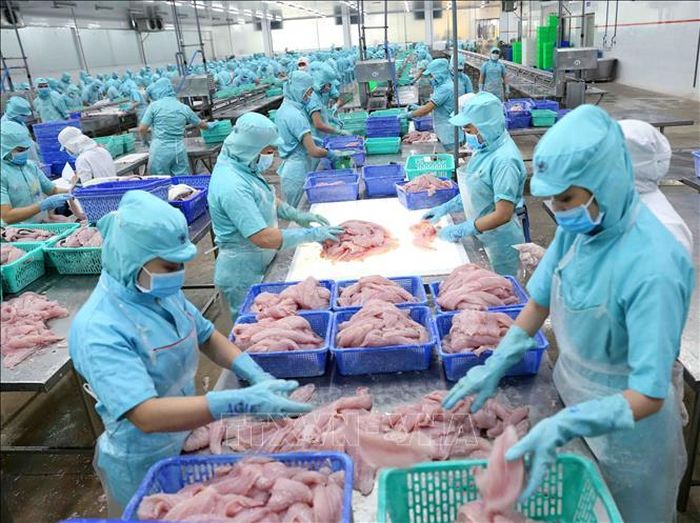 Chế biến cá tra xuất khẩu tại nhà máy của Tập đoàn Sao Mai (An Giang). Ảnh tư liệu: Vũ Sinh/TTXVN