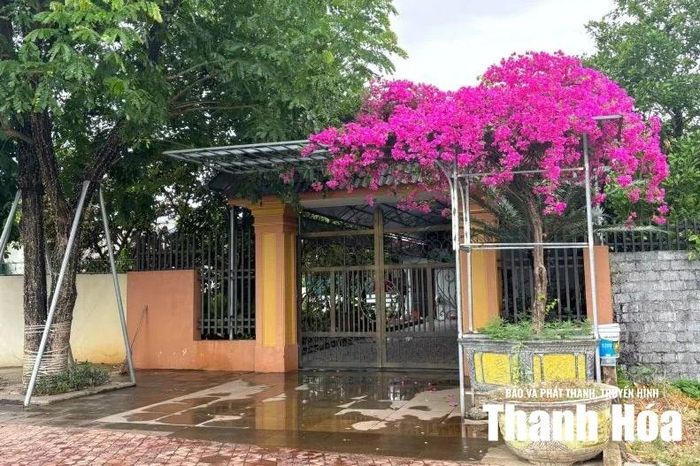 Hoa giấy - loại cây phổ biến được trồng trong những ngôi nhà phố.