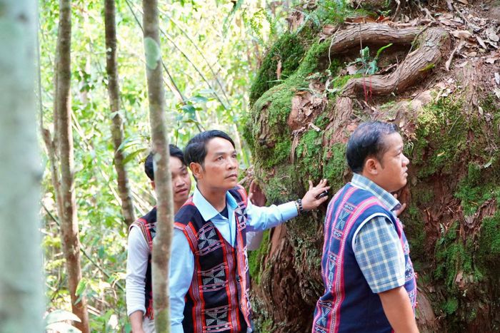 Trước khi rời “đong bha bhuôíh”, đồng bào Cơ Tu lần lượt vòng quanh gốc cây cổ thụ, hàm ý tạ ơn thần rừng. Ảnh: ĐĂNG NGỌC