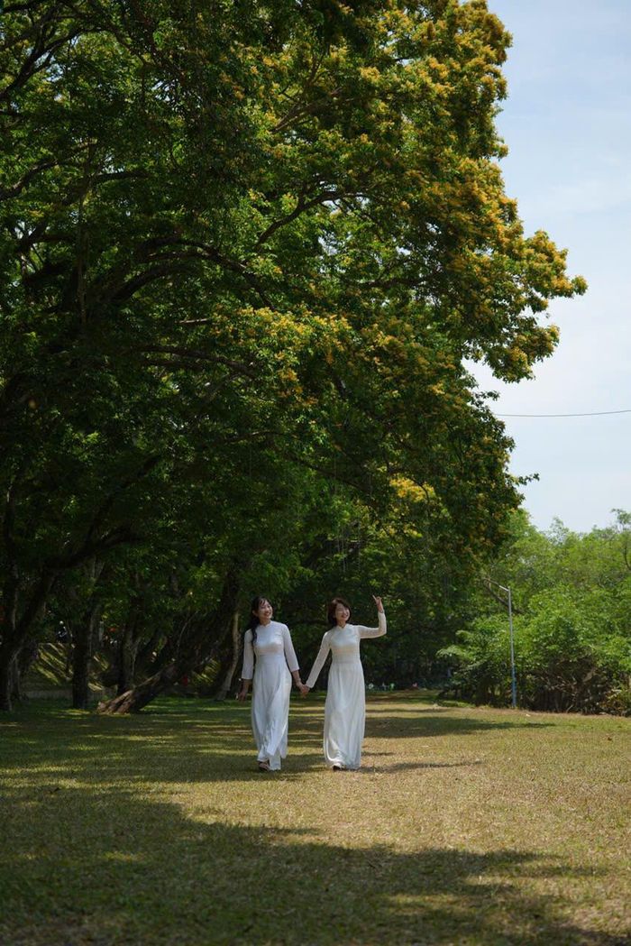 Du khách dạo bước dưới vòm cây di sản làng Hương Trà. Ảnh: VĨNH TIÊN