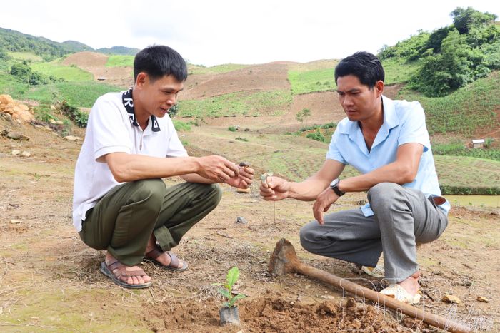 Người dân tăng cường kiểm tra và triển khai các biện pháp bảo vệ vườn cây.