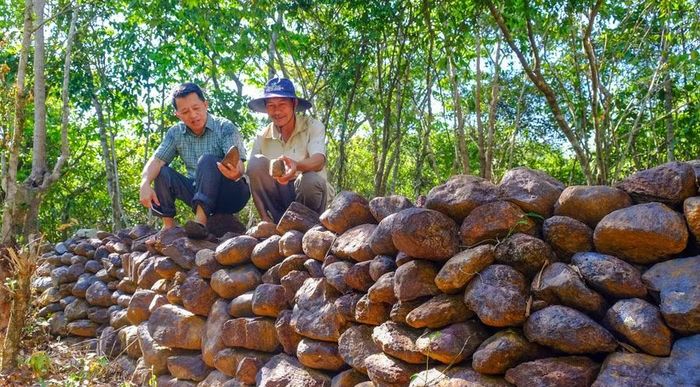  Lũy đá cổ Phú Hà ẩn mình dưới tán rừng trên dãy núi Bích Kê. Ảnh: Ngọc Nhuận 