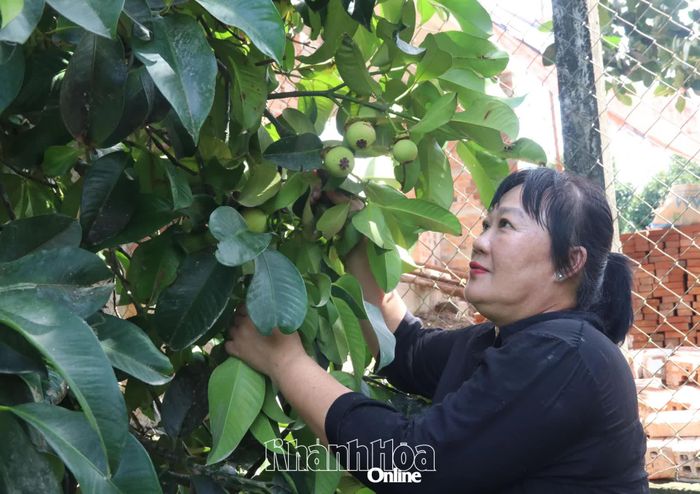 Vườn măng cụt của gia đình bà Bùi Thị Nguyên Trang cho quả ổn định.