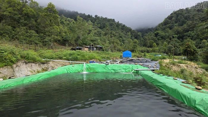 Toàn cảnh khu trang trại của Hờ A Vàng nằm bên cạnh những cánh rừng già.
