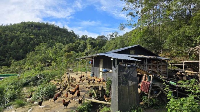 Ngoài nuôi cá, Hờ A Vàng còn phát triển chăn nuôi gà thả đồi.