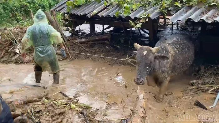 Người dân di chuyển gia súc ra khỏi khu vực có nguy cơ sạt lở.