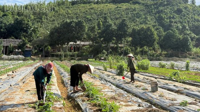 Nông dân xã Thượng Hà chăm sóc dưa hấu.