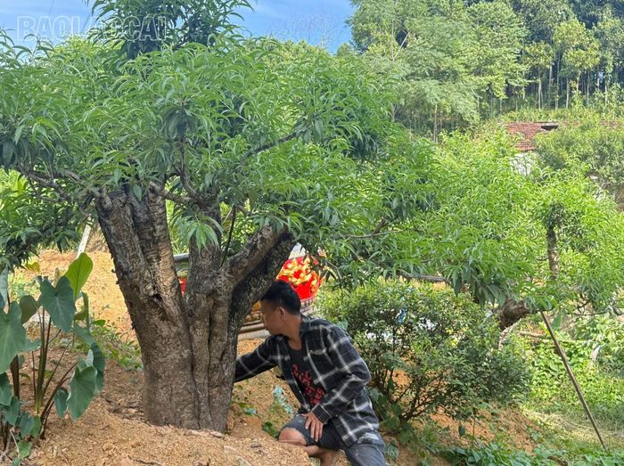 Anh Mười chăm sóc đào.