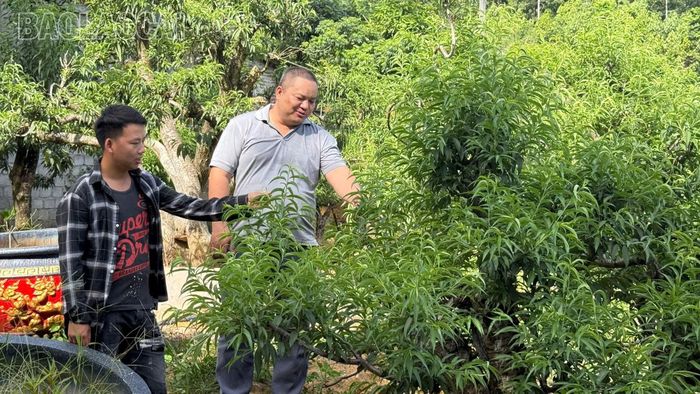 Cây đào mang lại thu nhập cao cho gia đình anh Mười.