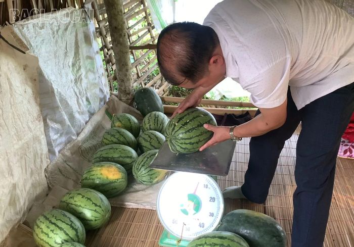 Dưa hấu trồng ở xã Thượng Hà cho quả đẹp, chất lượng cao.