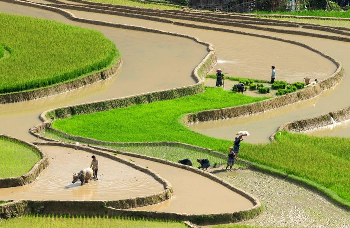 Để chiêm ngưỡng trọn vẹn vẻ đẹp “vạn ánh gương” này, du khách thường tìm đến Mù Cang Chải vào khoảng tháng 6 và tháng 7 hằng năm.