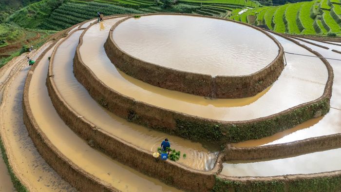 Những thửa ruộng lấp lánh như hàng ngàn chiếc gương khổng lồ phản chiếu bầu trời.