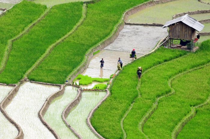 Mù Cang Chải mùa nước đổ là khoảnh khắc kỳ diệu của thiên nhiên - bức tranh sống động và đầy màu sắc mà bất kỳ ai yêu mến vẻ đẹp của núi rừng Tây Bắc không nên bỏ lỡ.
