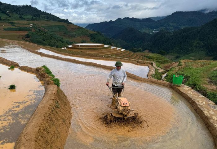 Mùa nước đổ cũng là thời điểm người dân Mù Cang Chải bận rộn, tất bật với lao động, sản xuất vụ mùa.