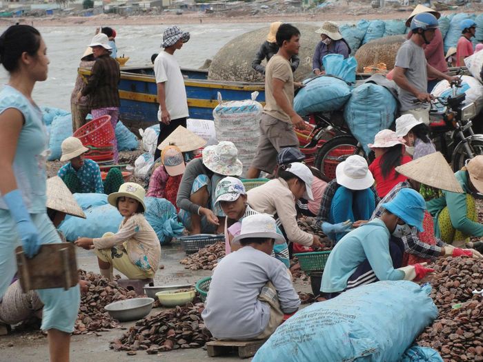 Cạy sò điệp để cung cấp cho nhà hàng, các điểm du lịch ở Phan Rí Cửa