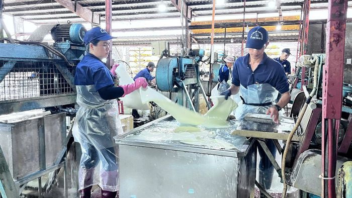Công nhân chế biến mủ cao su xuất khẩu