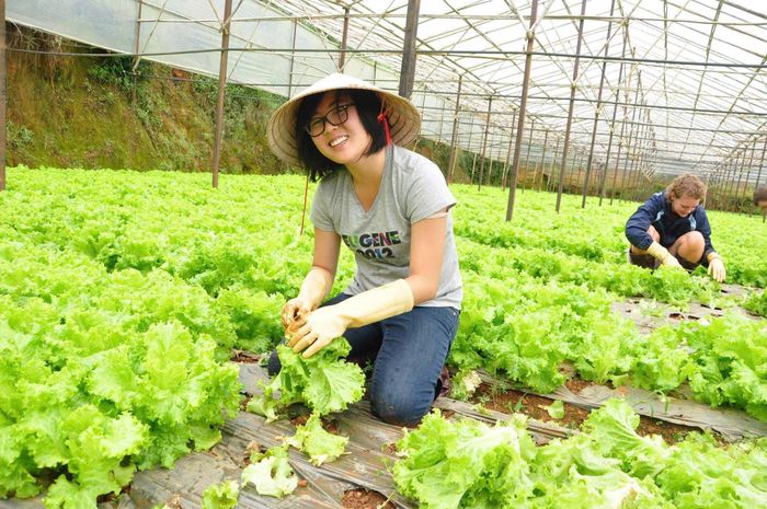 Du khách trải nghiệm du lịch canh nông tại khu vực Đà Lạt (Ảnh: Tuấn Linh)