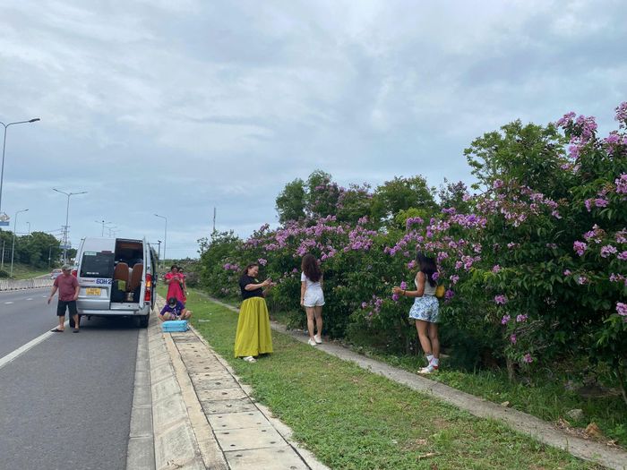 Nhiều đoàn du khách chủ động dừng xe bên cung đường ven biển để chiêm ngưỡng mùa hoa độc đáo.