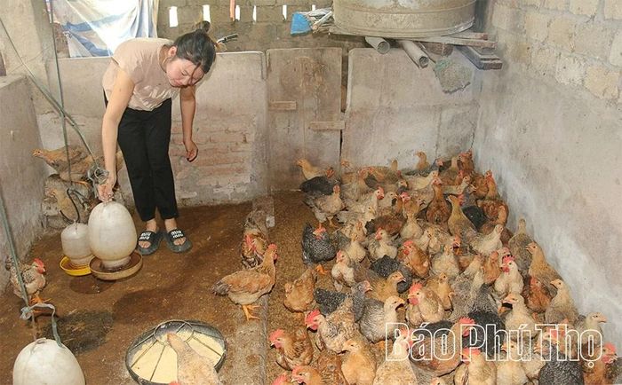 Người dân địa phương gìn giữ, bảo tồn và phát triển giống gà nhiều cựa quý hiếm.