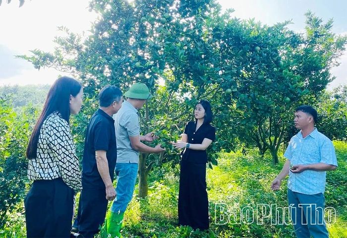 Lãnh đạo xã Lai Đồng thăm, kiểm tra mô hình sản xuất sản phẩm đặc sản địa phương "Quýt Mường Kịt".