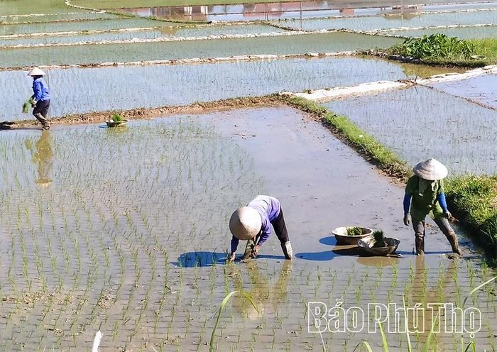 Nông dân xã Thanh Sơn cấy trà Mùa trung.