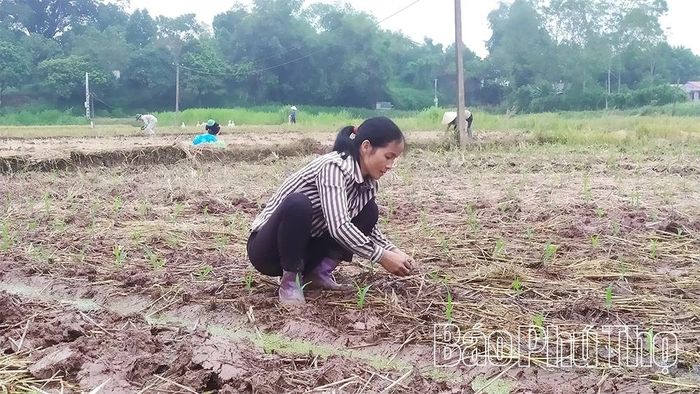 Bên cạnh cây lúa, các loại cây trồng khác cũng được nông dân tập trung gieo trồng, tránh ảnh hưởng bất lợi bởi thời tiết. (Ảnh: Nông dân xã Đào Xá gieo trồng ngô vụ Hè Thu).
