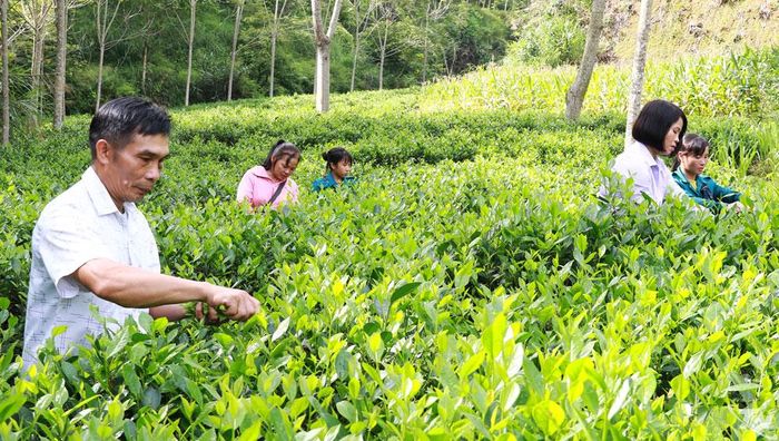 Người dân thôn Bản Lài, xã Thượng Minh thu hoạch chè.