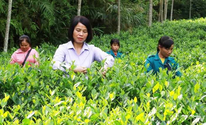 Xã Thượng Minh có nhiều lợi thế để phát triển cây chè.