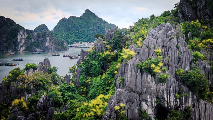 Hoa Phát tài núi bung nở trên vách đá cheo leo của Vịnh Hạ Long, tạo nên vẻ đẹp hiếm gặp giữa kỳ quan thiên nhiên thế giới.