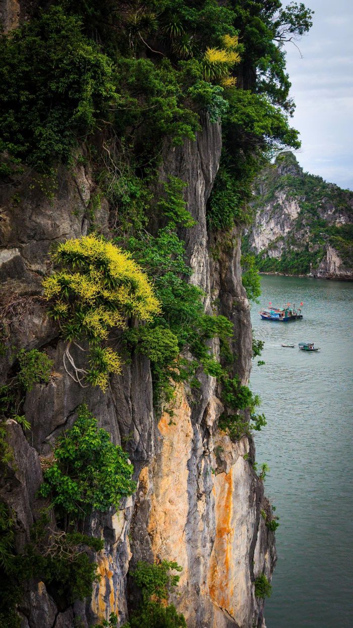 Những chùm hoa Phát tài rực sắc vàng nổi bật giữa núi đá xám, tạo nên khung cảnh hiếm thấy mà nhiều người dân Hồng Gai cho biết đã nhiều năm mới xuất hiện trở lại.