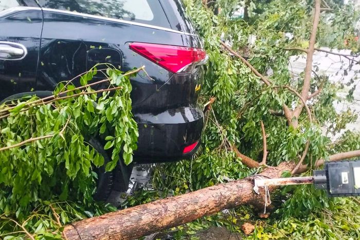 Xe ô tô mắc kẹt trong đống cây xanh gãy đổ.