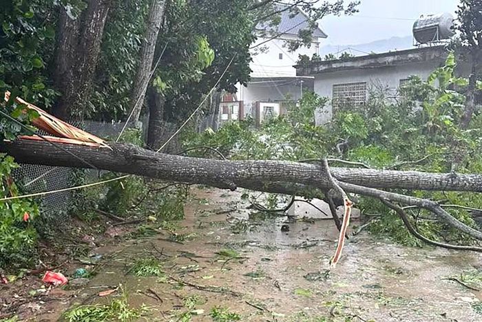 Cây có kích thước lớn cũng bị gió bẻ gãy.
