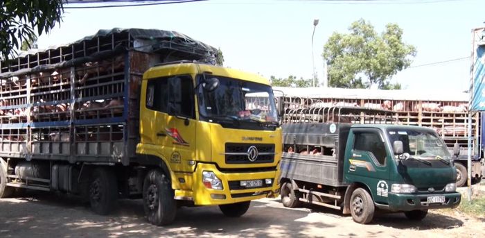 Xe chở gia súc, gia cầm cung cấp cho các đầu mối tại một Trạm kiểm dịch thú y.