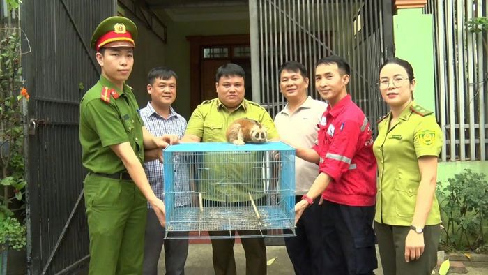 Các đơn vị chức năng tỉnh Thái Nguyên kiểm tra cá thể động vật hoang dã.