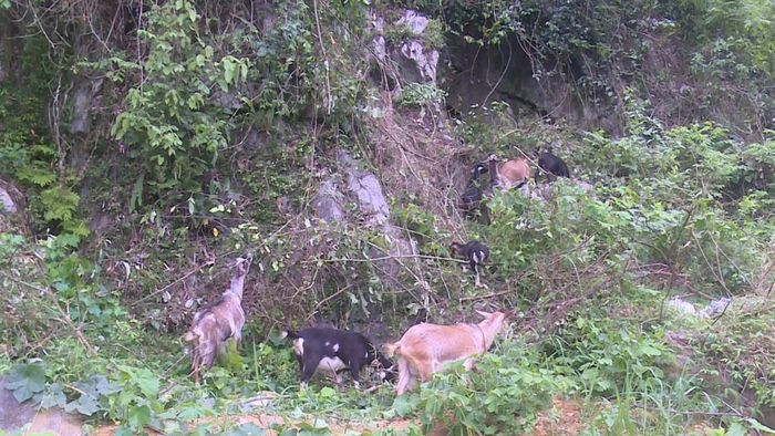Sau 7 tháng chăn nuôi, đàn dê của ông Đàm Văn Thông, xóm Hòa Mục, xã Trường Hà đã bắt đầu sinh sản, phát triển tốt.