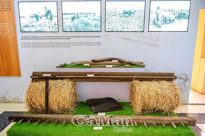Ách trâu và chiếc cày, chiếc trục giúp xới đất, bừa, làm nhỏ và san phẳng đất, chuẩn bị cho việc gieo sạ vụ mùa mới.