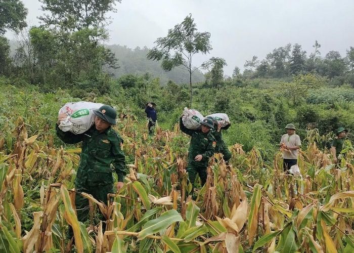  Cán bộ, chiến sỹ Đồn Biên phòng Thị Hoa giúp nhân dân khu vực biên giới thu hoạch ngô. 