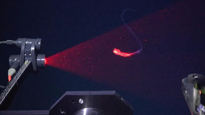 Một siphonophore chưa từng được mô tả, được quét bằng hệ thống hình ảnh DeepPIV ở độ sâu 350 mét, cho thấy cấu trúc 3D chi tiết của loài mới ngoài khơi Brazil. (Ảnh: ROV SuBastian)