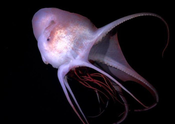 Bạch tuộc cái Haliphron atlanticus hiếm gặp đang ăn sứa ở độ sâu 800 mét; loài này có thể dài tới 4 mét và nặng 75 kg, sống hoàn toàn ngoài khơi đại dương. (Ảnh: ROV SuBastian)