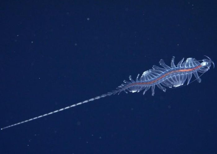Loài Tomopteris mới được phát hiện, còn gọi là giun gossamer, phát sáng màu vàng rực rỡ; hình ảnh được ghi lại bằng công nghệ không xâm lấn trên ROV SuBastian ngoài khơi Brazil. (Ảnh: ROV SuBastian)