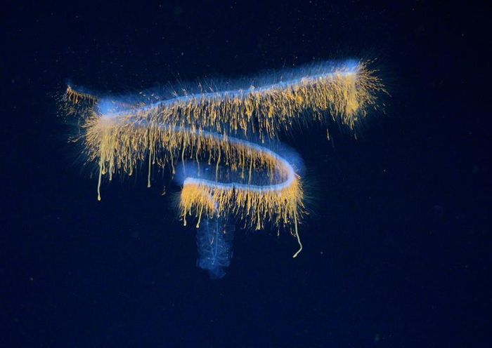 Siphonophore được ghi hình ở độ sâu 552 mét bằng hệ thống hình ảnh tiên tiến, cho phép tạo mô hình 3D chi tiết và hé lộ khả năng đây là một chi mới chưa từng được mô tả. (Ảnh: ROV SuBastian)