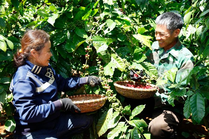 Nông nghiệp tái sinh giúp nâng cao sinh kế cho người dân.